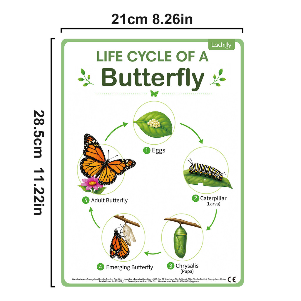 8Pcs Poster Edukasi Siklus Hid - Kids Educational Poster ulasan dan harga
